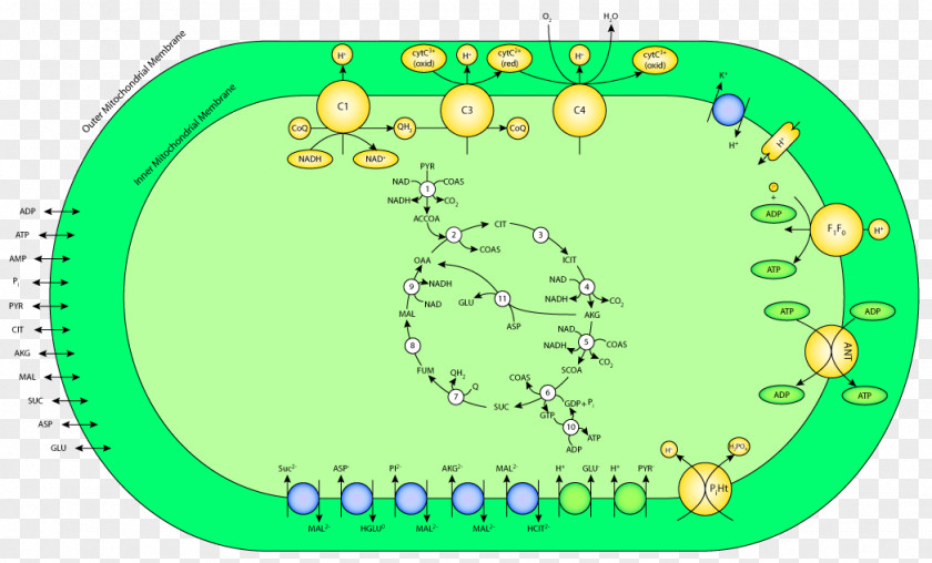 Line Green Point Oxidative Phosphorylation Clip Art PNG