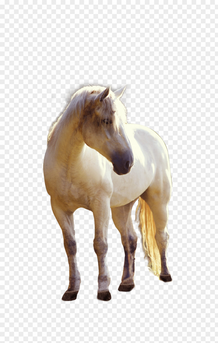 Property Whitehorse Element Horse Foal Stallion PNG