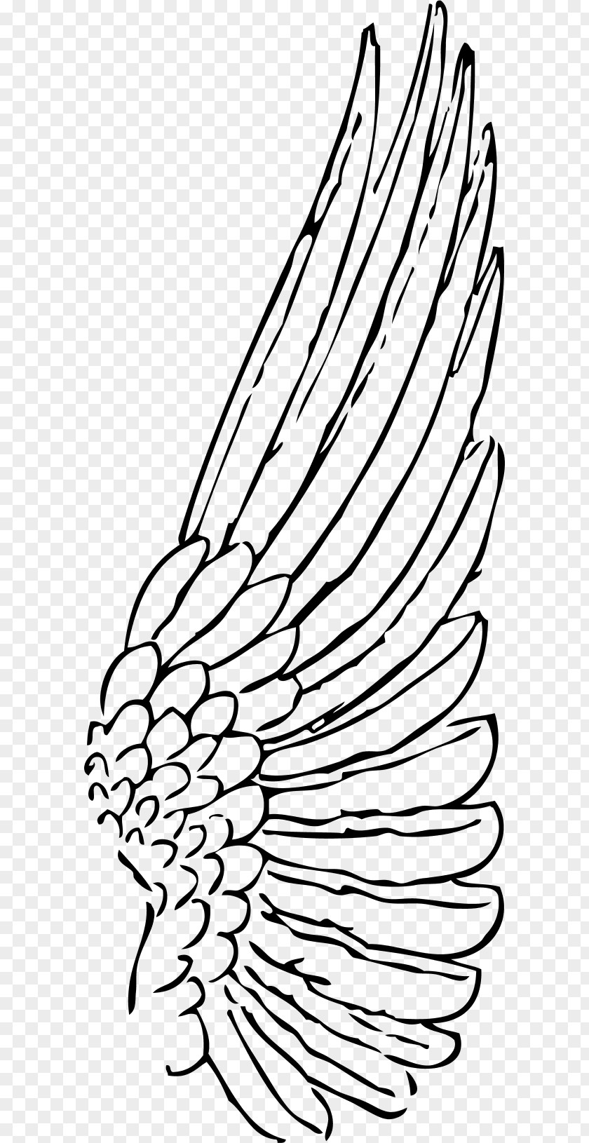 Wings Buffalo Wing Drawing Clip Art PNG
