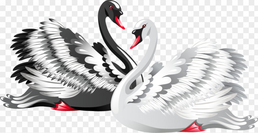 Black And White Swan Bird Drawing Clip Art PNG