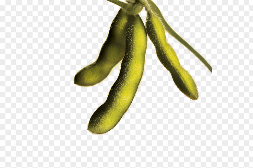 Genetically Modified Soybean Velvet Bean Food PNG