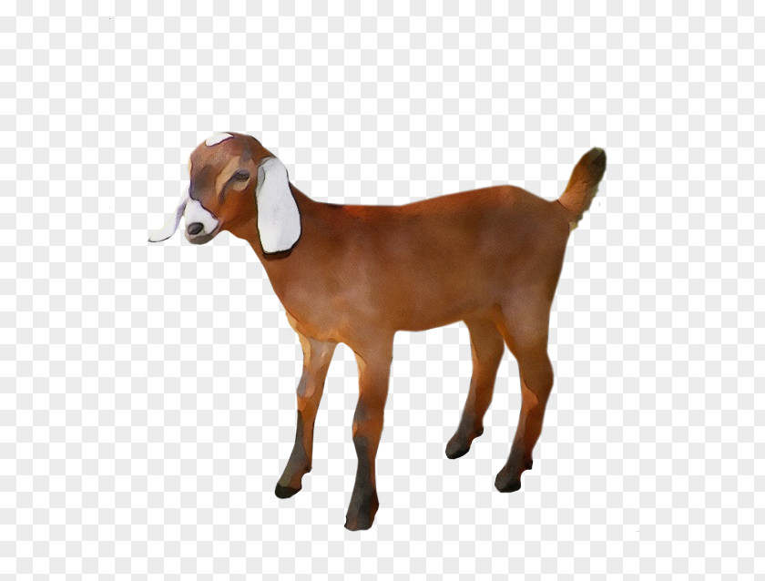 Goat Agriculture Livestock Animal Husbandry PNG