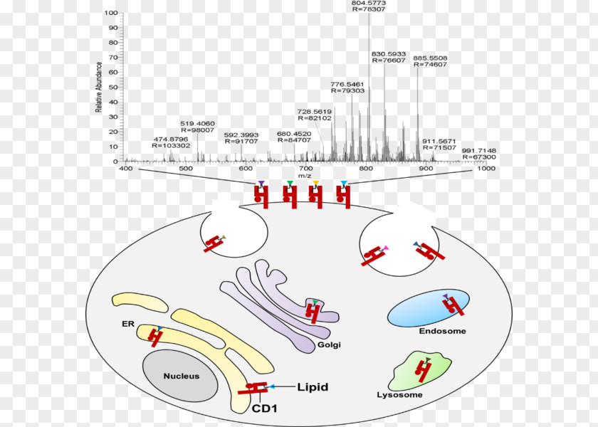 Lipidanchored Protein Antigen Lipid CD1D /m/02csf T Cell PNG