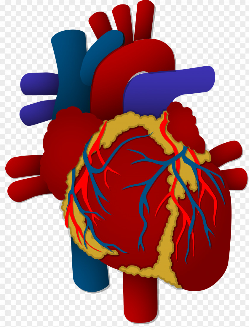 Organ Heart Human Body Cardiovascular Disease PNG body disease, heart clipart PNG