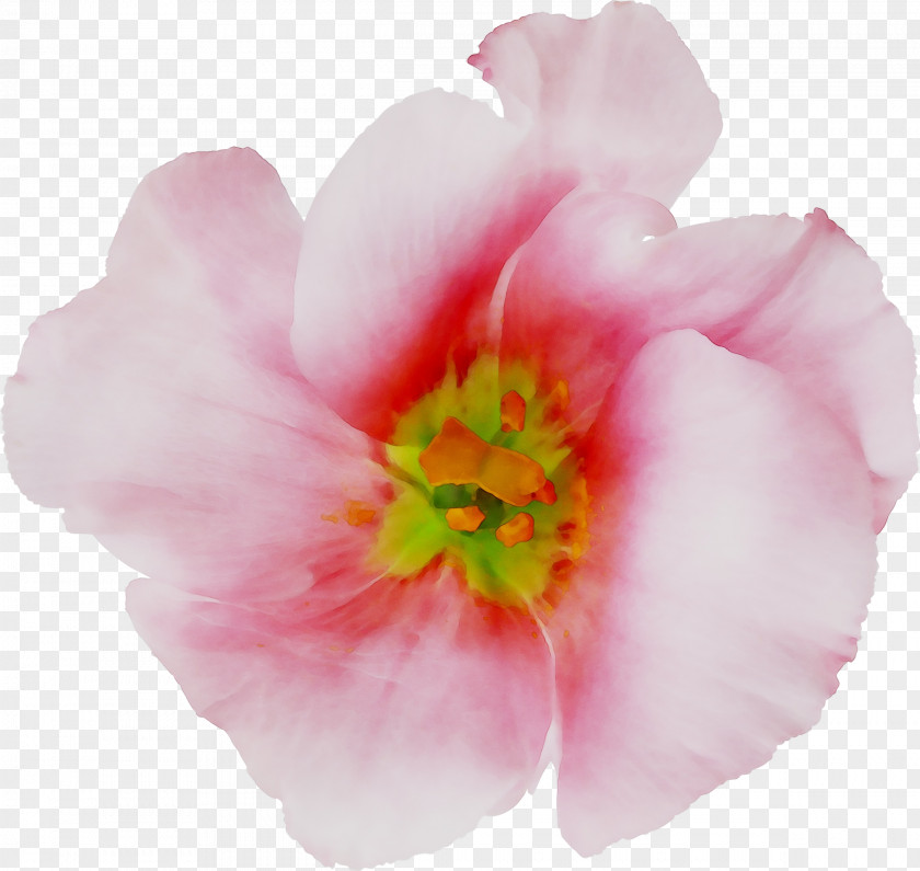 Peony Rose Family Pink M PNG