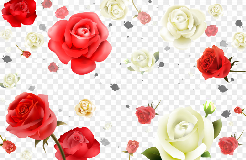 Red And White Roses Background Material Beach Rose Flower Petal PNG