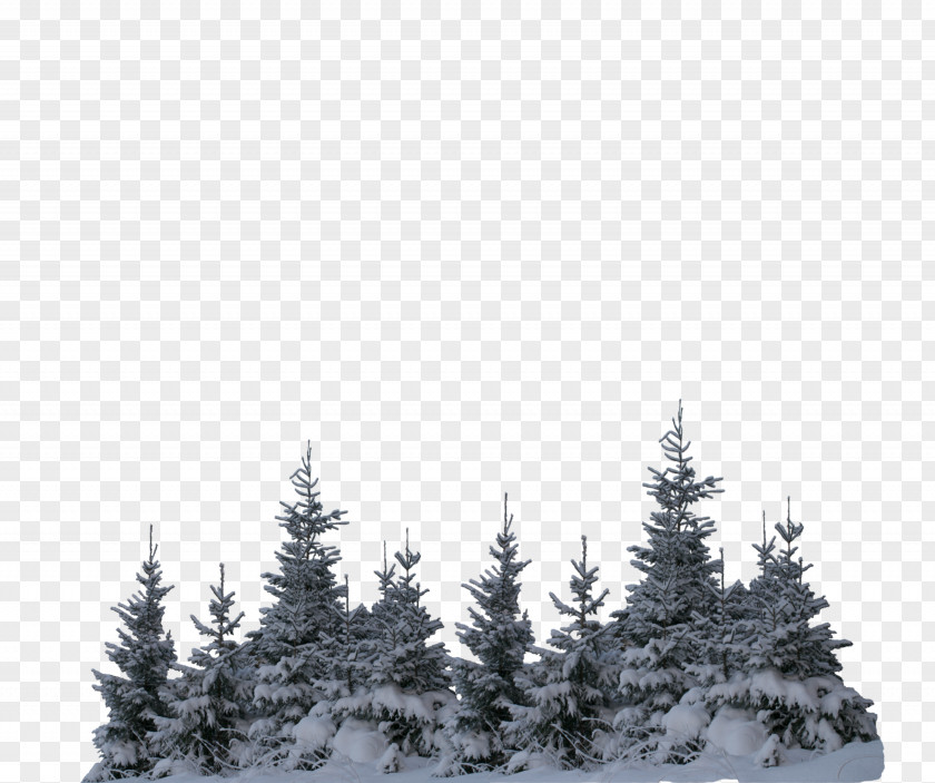 Blizzard Sitka Spruce Christmas Black And White PNG