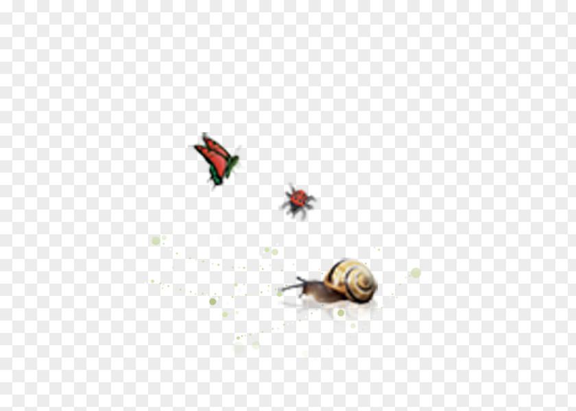 Creative Butterfly Snail Animal Ladybug Escargot PNG