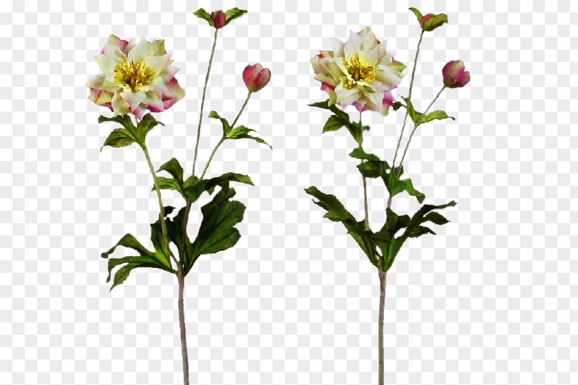 Hydrangea Cut Flowers Plant Stem Petal Plants PNG