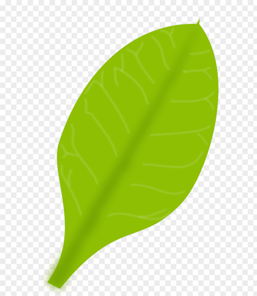 Leaf Clip Art PNG