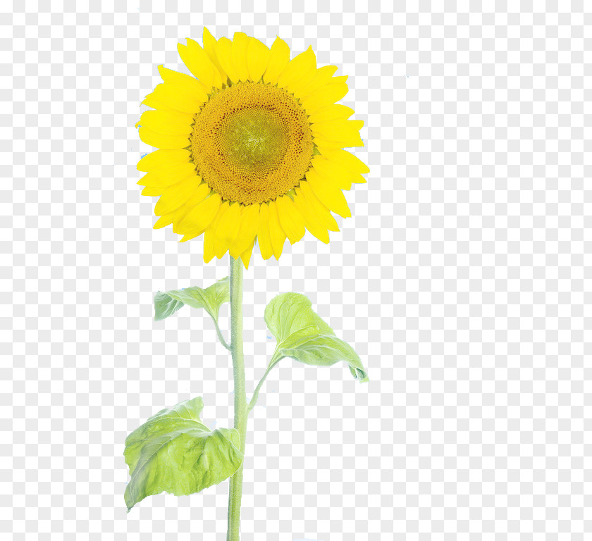 Sunflower Free Stock Pull Figure Common PNG