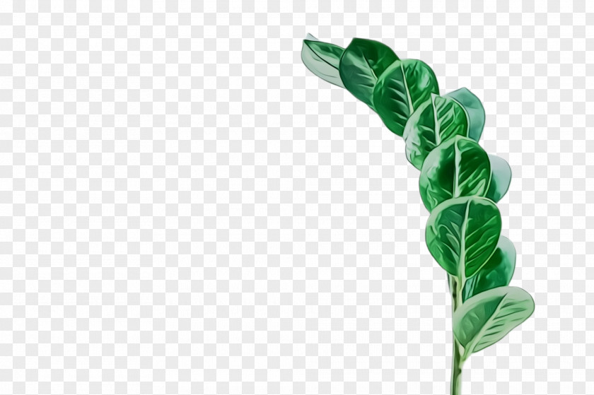 Vegetable Twig Leaf Green Plant Flower Stem PNG