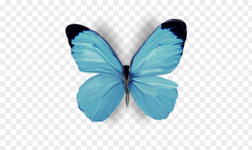 Butterfly Gossamer-winged Butterflies .com Flower PNG
