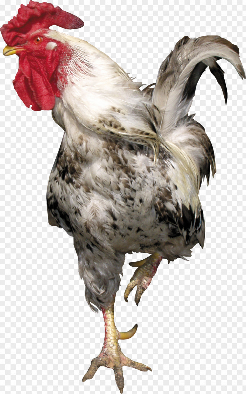 Cock Rooster Chicken Meat Feather Beak PNG