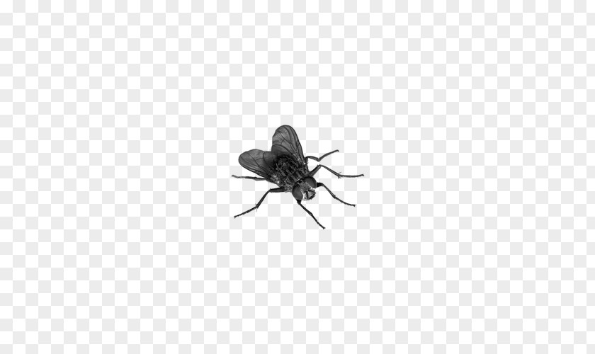 Flies Element Fly Insect Muscidae PNG