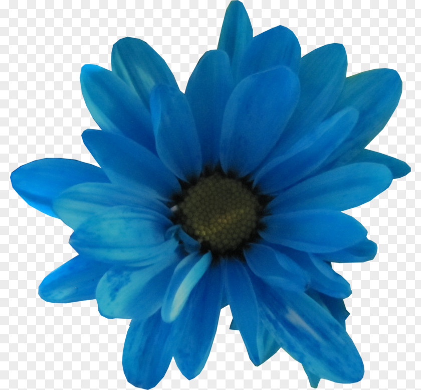 Flower Cut Flowers Cobalt Blue Petal PNG