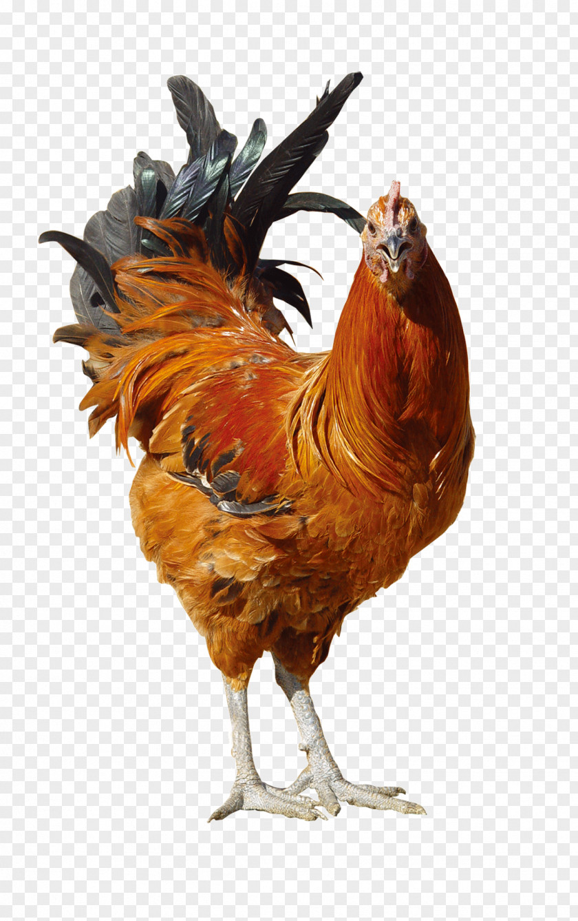 Animal Rooster Fried Chicken PNG