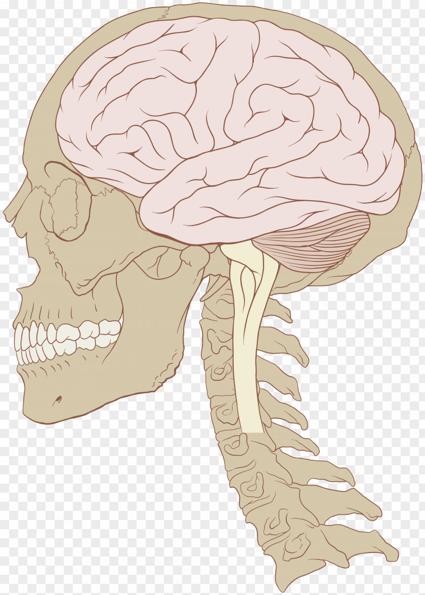 Brain Human Skull Nervous System Size PNG