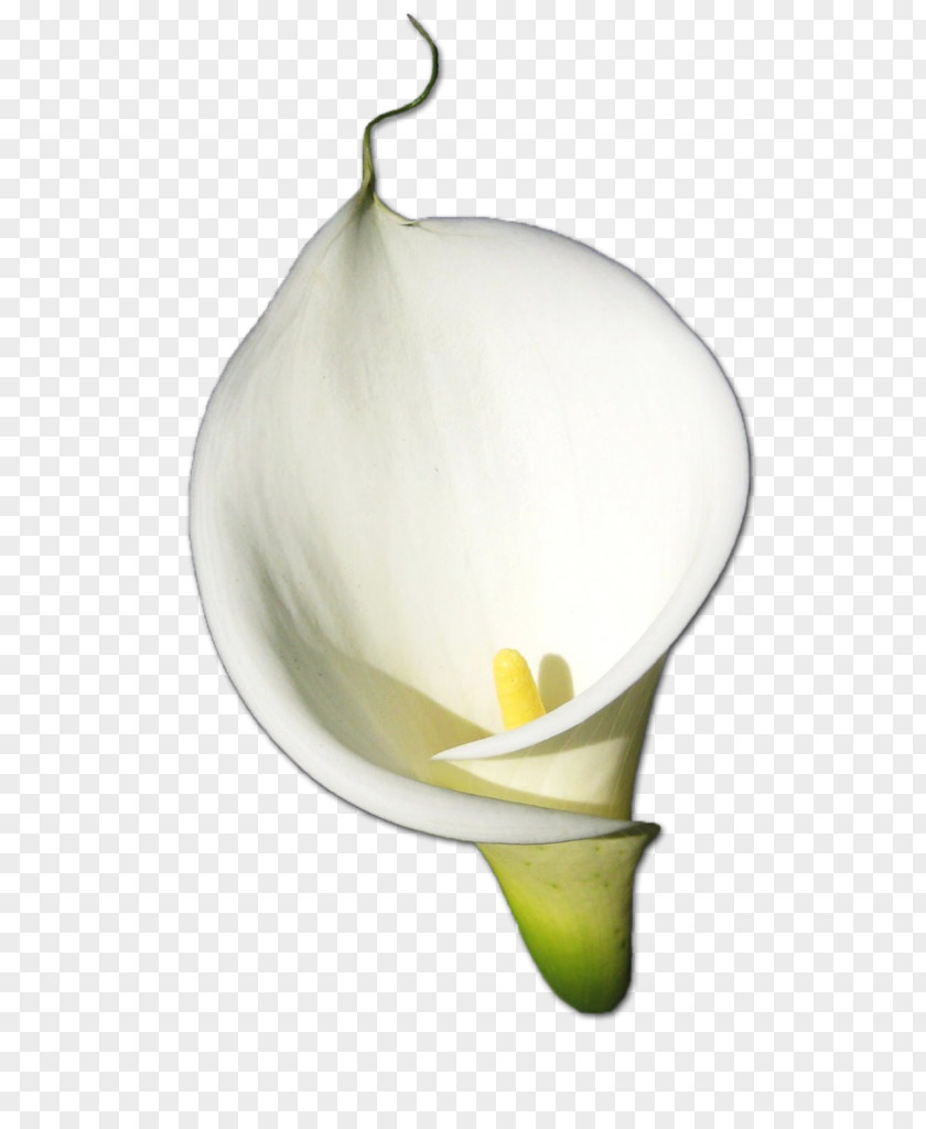 Easter Lily Silhouette Calla Arum-lily Bog Arum Flower PNG