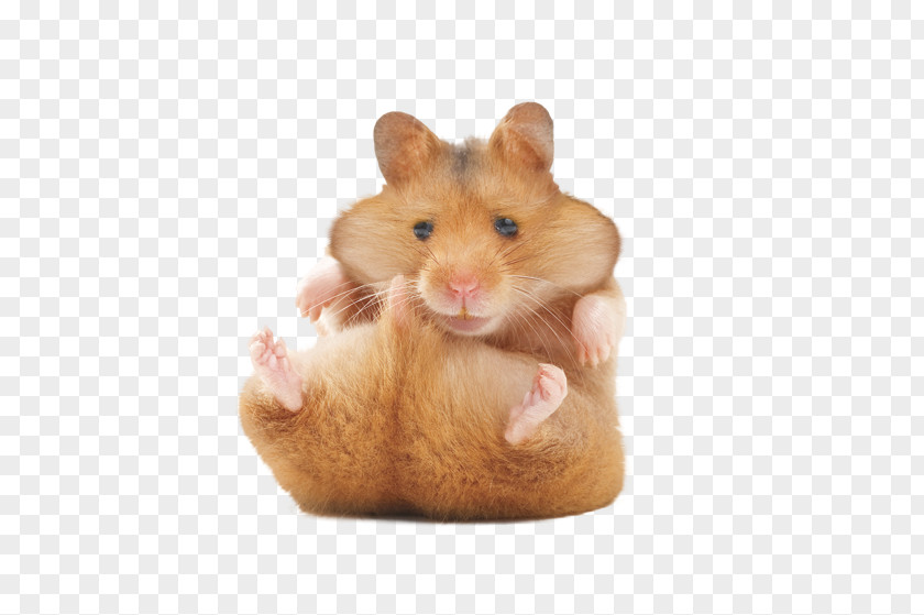 Hamster Golden Rodent Gerbil Your PNG
