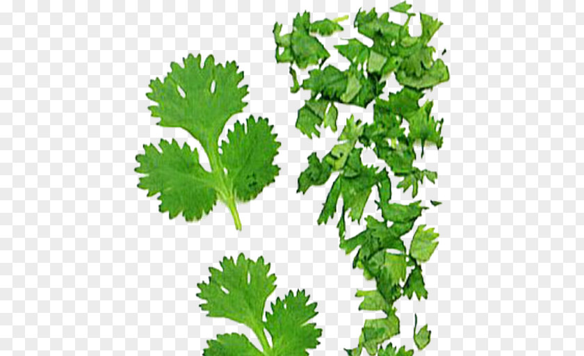 Leaf Coriander Parsley Indonesian Bay Curry Tree PNG