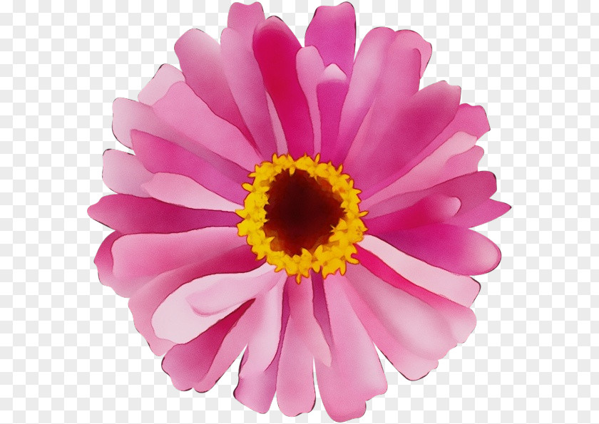 Transvaal Daisy Chrysanthemum Cut Flowers Marguerite Petal PNG