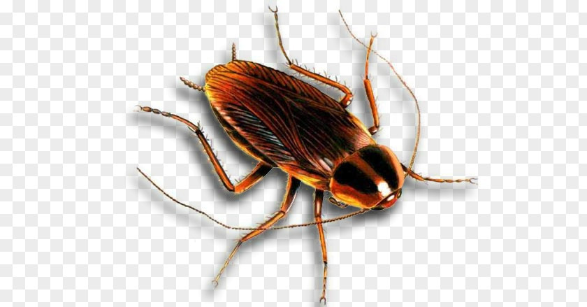 Cockroach Insect Safe Earth Pest Control Rockwall PNG