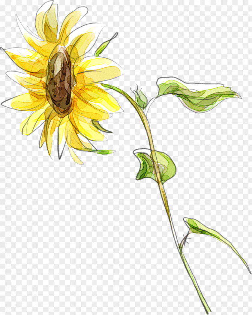 Cute Cartoon Hand-painted Sunflower Yellow Common Illustration PNG