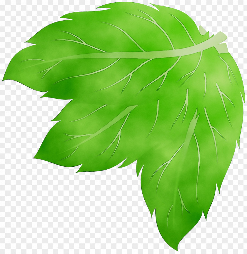 Green Leaf Tree PNG