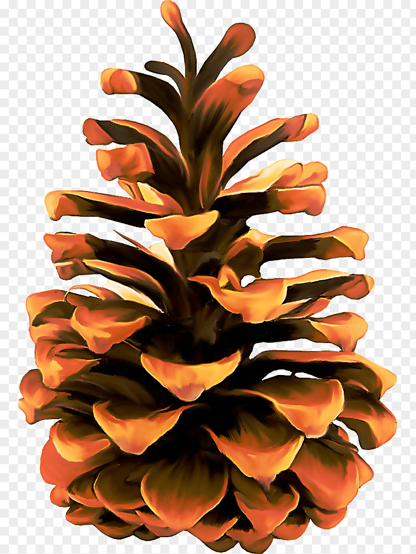Oregon Pine Flower Orange PNG