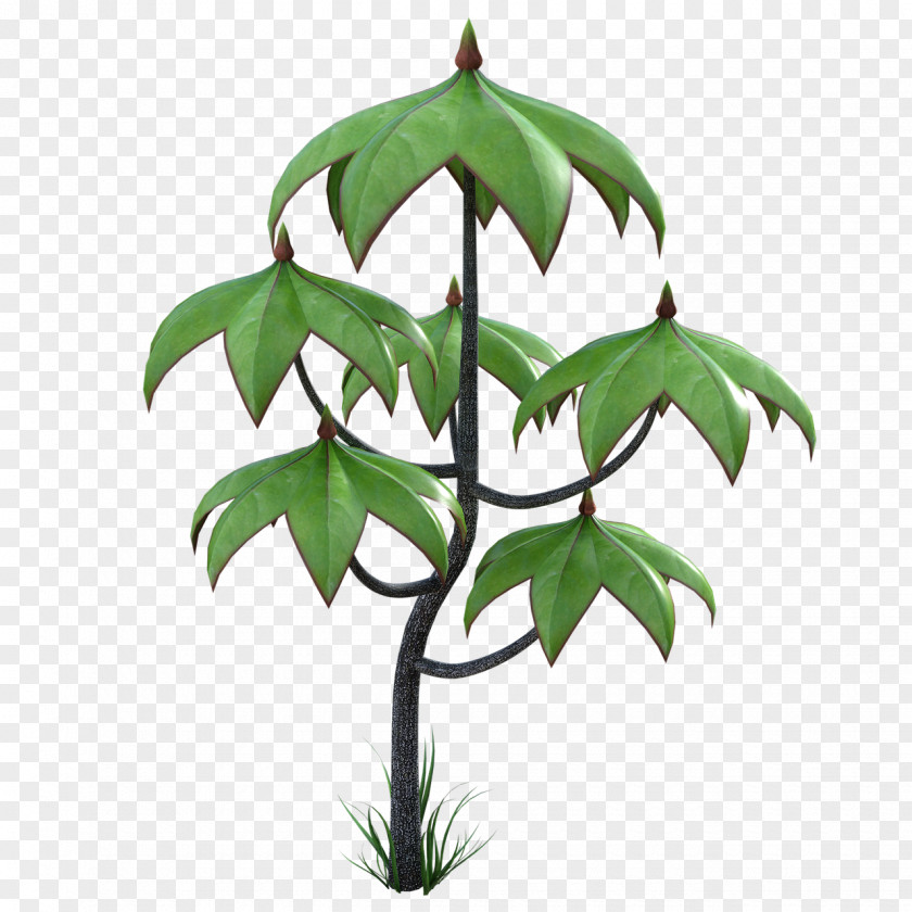 Plant Stem Houseplant Leaf Tree Flower Woody PNG