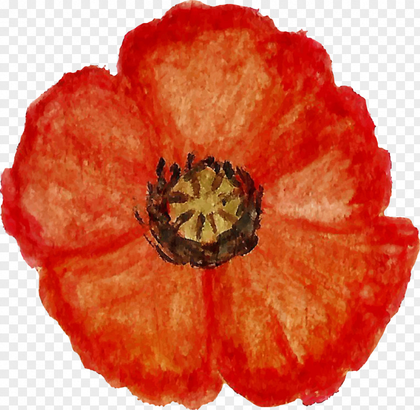 Poppy Flower Petal The Family PNG