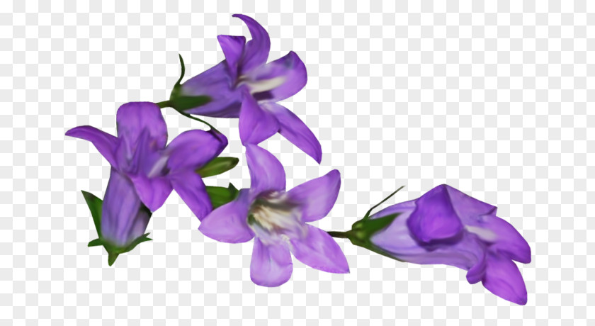 Violet Flower Mauve Clip Art PNG