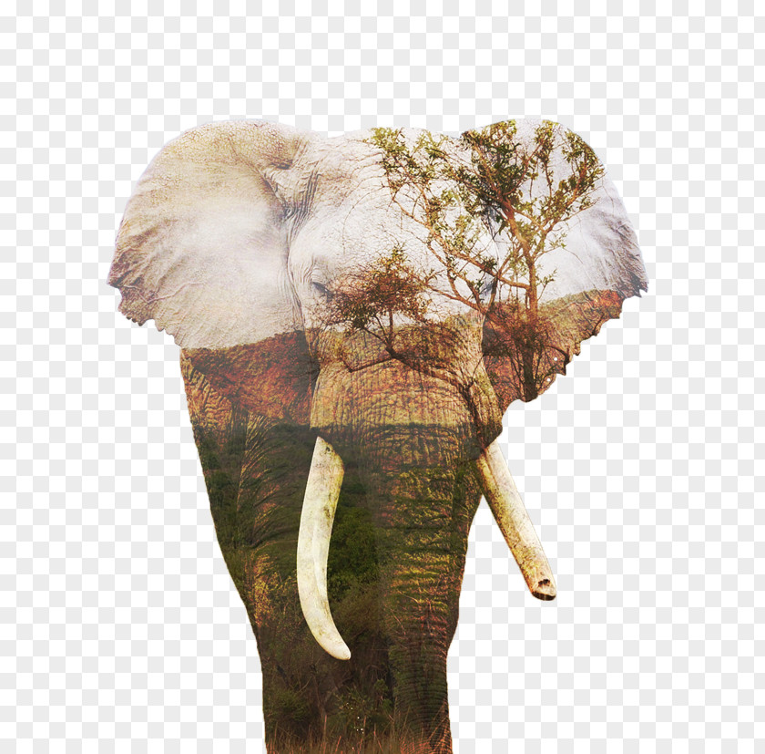 African Bush Elephant Indian Terrestrial Animal PNG
