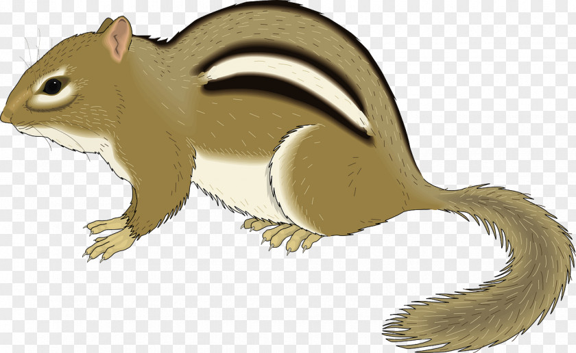 Brown Squirrel Chipmunk Rodent Clip Art PNG