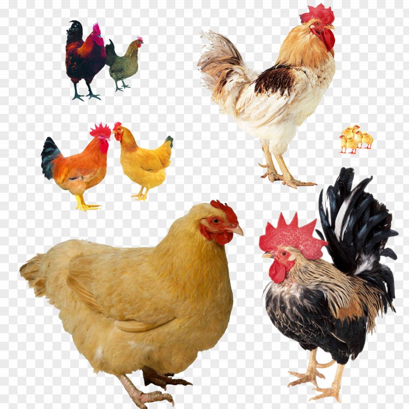Chicken Animal Picture Material Take-out Rooster Poultry Farming PNG
