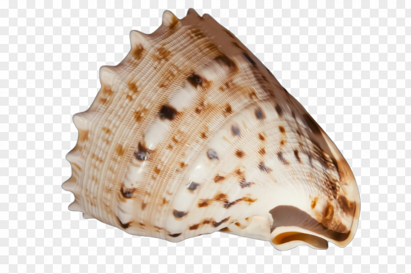 Conch Geography Cone Shell Shankha PNG