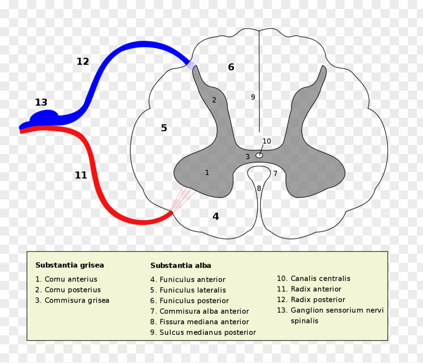 Spinal Cord Medulla Oblongata Gray Commissure Anatomy Central Canal PNG