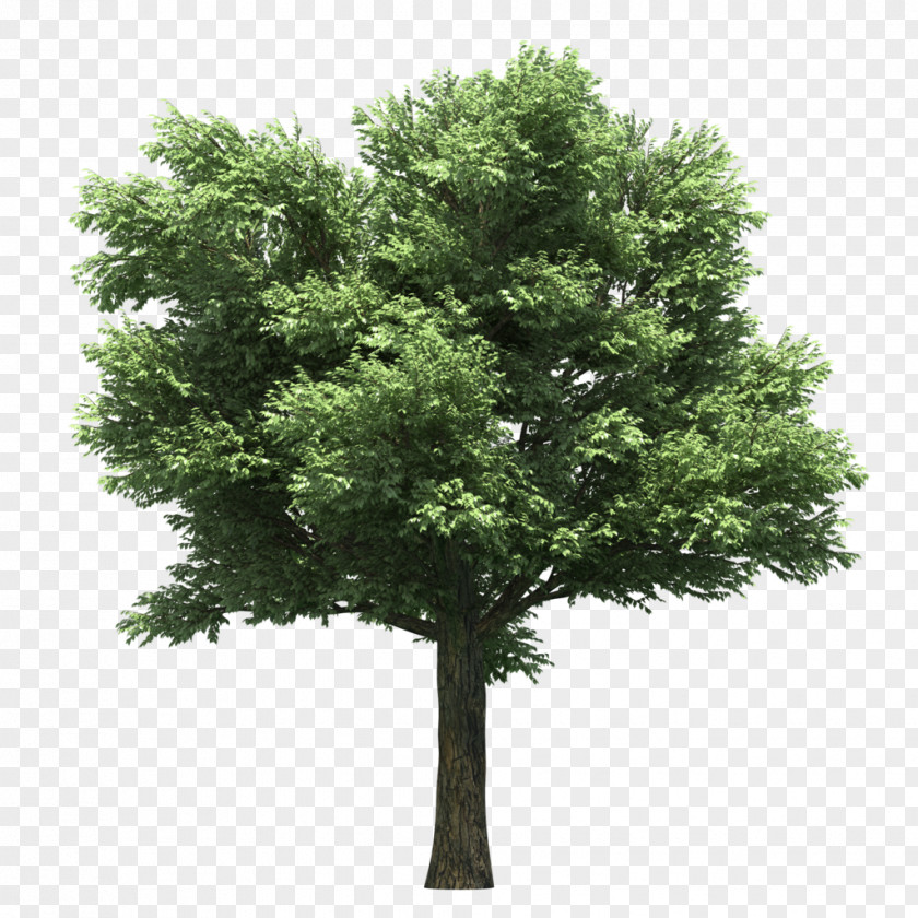 Tree Stock Photography PNG