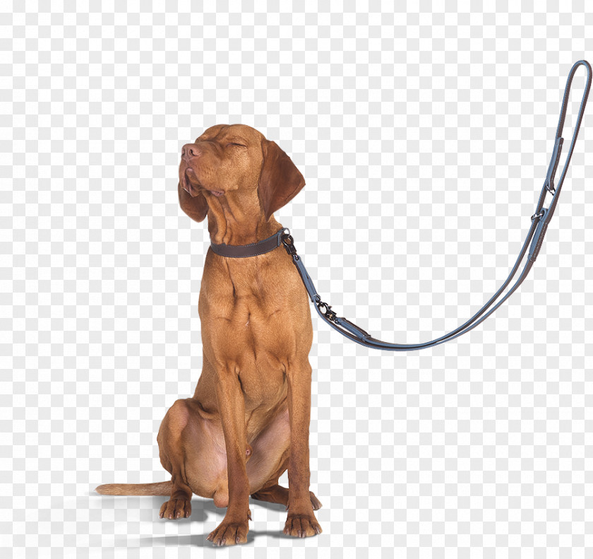 Wild Und Hund Dog Breed Redbone Coonhound Vizsla Black And Tan Companion PNG