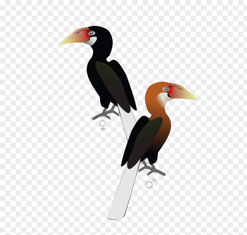 Bird Narcondam Island Hornbill Andaman Islands Wreathed PNG