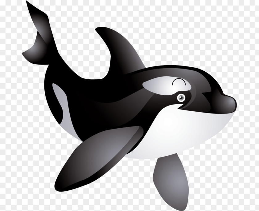 The Killer Whale Cetacea Humpback Clip Art PNG