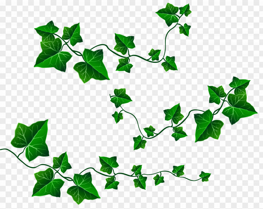 Vine Leaves Decoration Clipart Picture Leaf Ivy Clip Art PNG