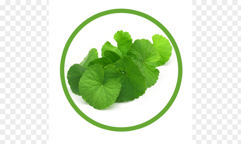 Centella Asiatica Herb Dietary Supplement Food Waterhyssop PNG