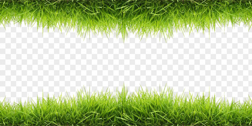 Grass Wallpaper PNG