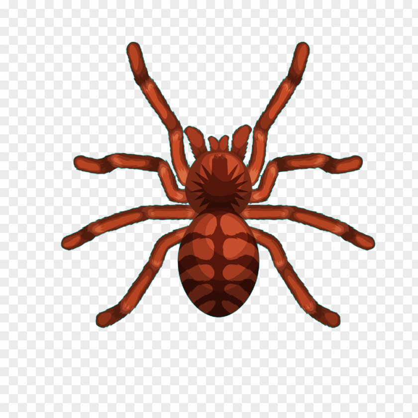 Insect Spider Cartoon Illustration PNG Illustration, spider clipart PNG