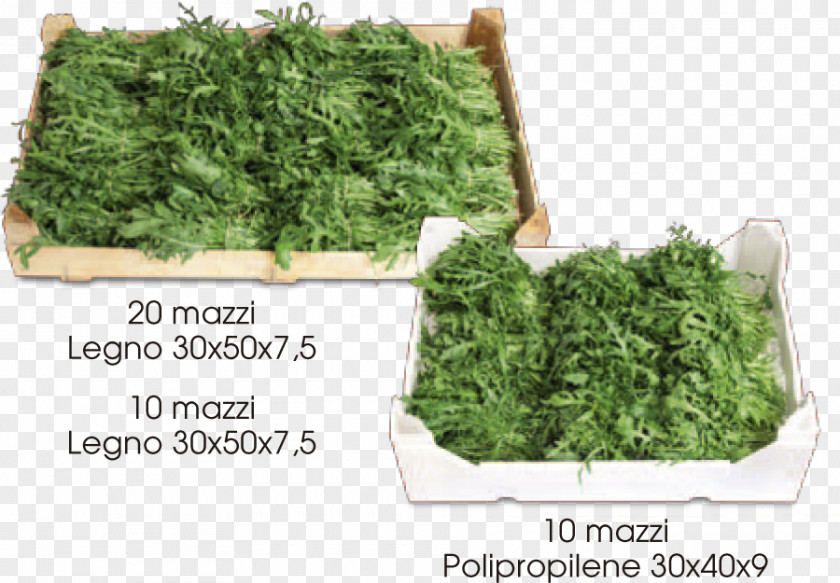 Rucola Leaf Vegetable Perennial Wall-rocket Arugula Azienda Agricola La Societa' Semplice Verona PNG