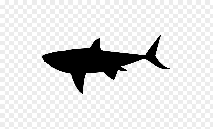 Sharks Shark PNG