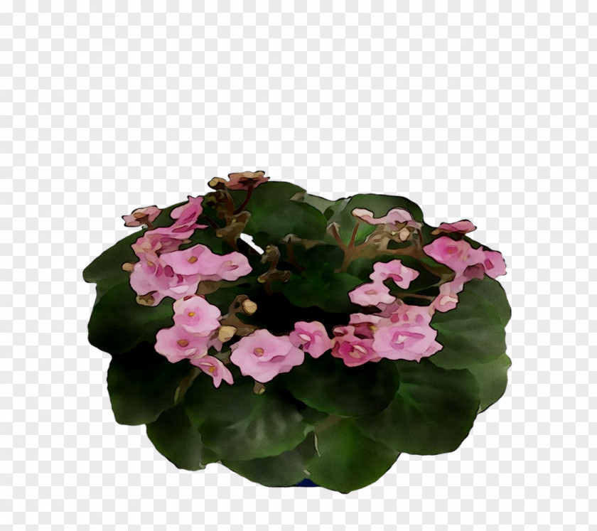 Cut Flowers Annual Plant Herbaceous Violet Pink M PNG