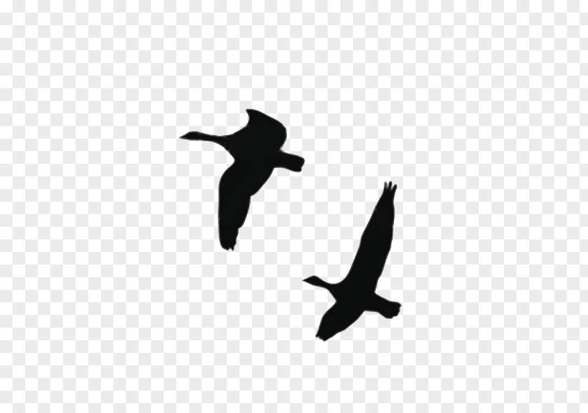 Duck Goose Vector Graphics Silhouette Bird PNG
